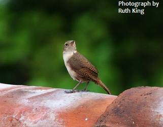 House Wren